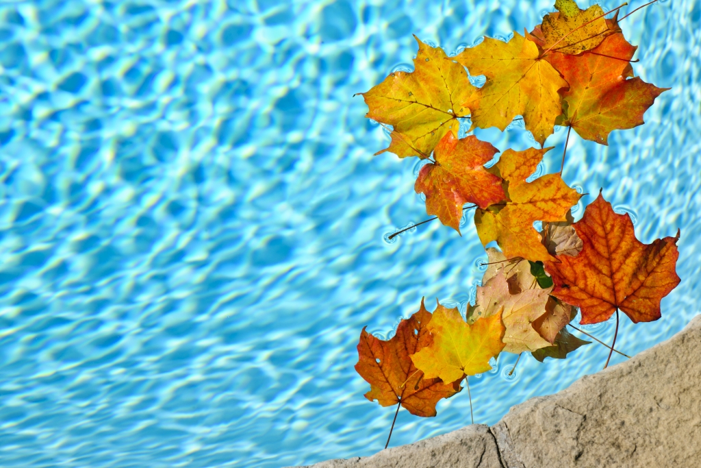 fall leaves in swimming pool